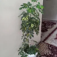 فروش گلهای اپارتمانی