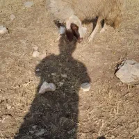 میش داشتی