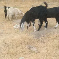 دو عدد بز اپس سه ماهه|حیوانات مزرعه|ایرانشهر, |دیوار