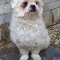 سگ پامر شیتزو