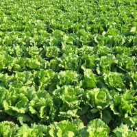 کاهو رایدرپلاس|خدمات باغبانی و درختکاری|دزفول, |دیوار