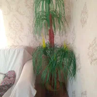 گلدان درختی