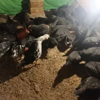 خروس چی نژاد گلین و استر لوپ|حیوانات مزرعه|نجفآباد, جعفرآباد|دیوار