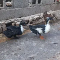 اردک نر ماده|حیوانات مزرعه|دره شهر, |دیوار