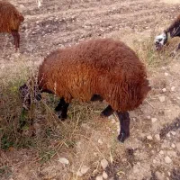 بره