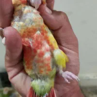 جوجه گرینچیک همه نژاد موجود دستی و سرلاکی امیدیه|پرنده|امیدیه, |دیوار