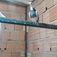 فروش کبوتر شازده سبز|پرنده|فریدون‌کنار, |دیوار