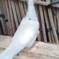 ۳تا جوجه طوقی فروشی|پرنده|جیرفت, |دیوار