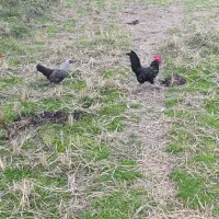 مرغ و خروس مینیاتوری