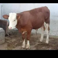 خرید و فروش گاو و گوساله