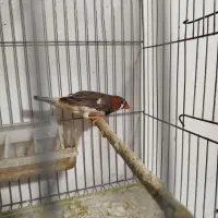 سه جفت فنچ کینگ سایز و یک نر|پرنده|رباط‌کریم, رباط‌کریم|دیوار