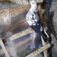 پرنده|پرنده|کارزان, |دیوار