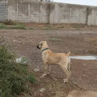 سگ سرابی پنج ماهه|سگ|قشلاق دشت, |دیوار