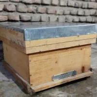 کندو زنبور عسل