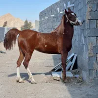 مادیان کره سهیل حیدر