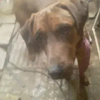 سک برای نکبانی حرف ندارد خیلی باهوش وزرنک هست