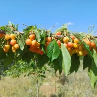 باغ|فروش زمین و ملک کلنگی|الیگودرز, |دیوار