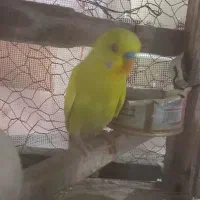 مرغ عشق سخن گوه نر1عدد|پرنده|رودشت (چهارمحال و بختیاری), |دیوار