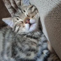 واگذاری گربه