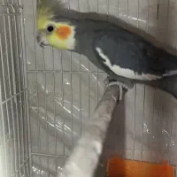 عروس هلندی نر ماده و ماده تک|پرنده|مشهد, شهید معقول|دیوار