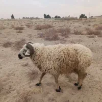 بره و بزغاله