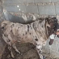 فروش یه راس تک شادچاق و چله،