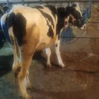 گوساله ابستن|حیوانات مزرعه|داران, |دیوار