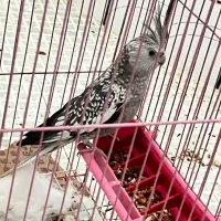 عروس هلندی|پرنده|شوشتر, |دیوار