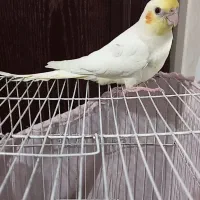 جوجه عروس هلندی