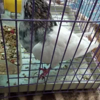 سلام‌طوقی‌هفت‌رنگ‌سرور‌سالم‌|پرنده|قم, نخودی|دیوار