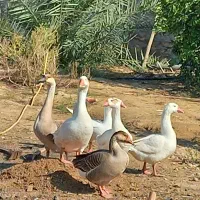 ۷ عدد قو قاز همه سرحال سالم قو قاز نگهبان