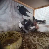 9 عدد جوجه بوم ندیده قیمت تماس بگیرید|پرنده|ابرکوه, |دیوار