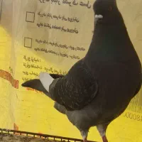 چند عدد تکپر