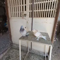 سبز دم سفید|پرنده|شیراز, شیشه‌گری|دیوار