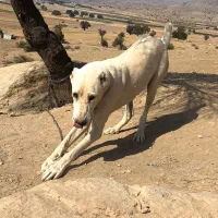 ماده سگ خراسانی ۲۰ماهه|سگ|نورآباد ممسنی, |دیوار