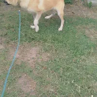 سرابی 10 ماه|سگ|تالش, هشتپر|دیوار