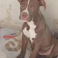 پیتبول ماده نژاد خاص و دوسداشتنی