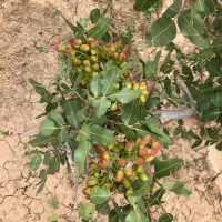 ۸۰۰۰مترباغ پسته