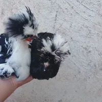 مرغ و خروس سلطان جوان