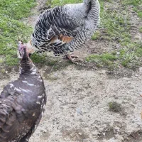 بوقلمون ماده|حیوانات مزرعه|رشت, دیانتی|دیوار