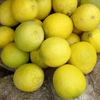 فروش نهال لیمو ترش پیوندی|گل و گیاه طبیعی|ساری, |دیوار