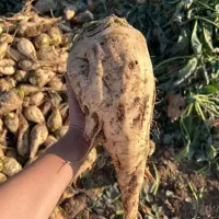 چغندر قند مرغوب