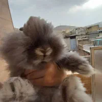 خرگوش لوپ اصل ترکی