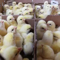 جوجه گوشتی نژاد راس|حیوانات مزرعه|تنکابن, |دیوار