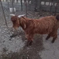 سه عدد گوسفند