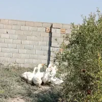 قوغاز|حیوانات مزرعه|گرگان, |دیوار
