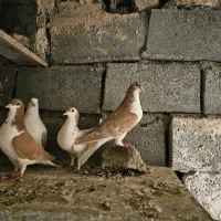 ساده جوجه تک پر|پرنده|مه ولات, |دیوار