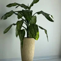 فروش گل دفین باخیا|گل و گیاه طبیعی|تهران, حکیمیه|دیوار