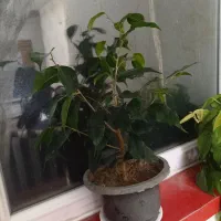 انواع گل پتوس.بنجامین .اریکا|گل و گیاه طبیعی|سهند, |دیوار