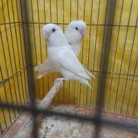 طوطی برزیلی آلبینو چشم فالو